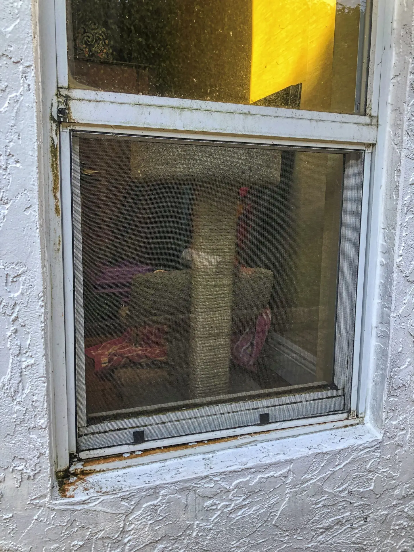 VSP Softwash Windows_2a Before-min